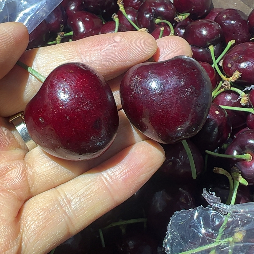 智利海运车厘子2J级原箱进口5斤装桑提娜智利