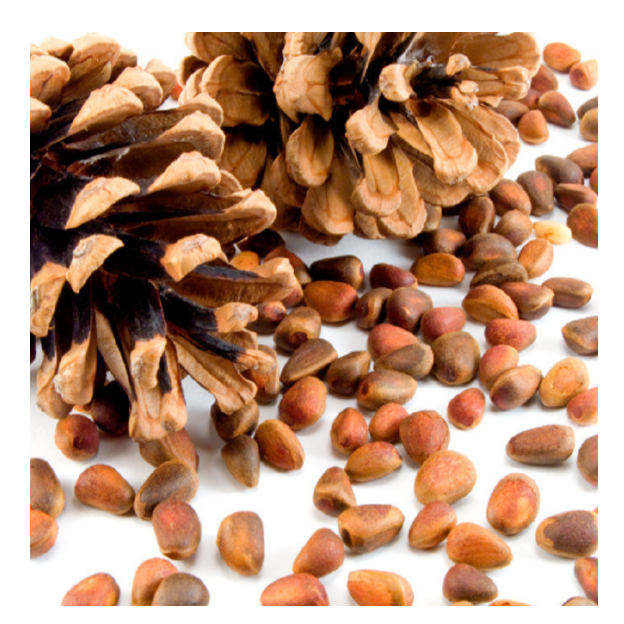 长白山松子【只限徐铭鸿粉丝专拍】