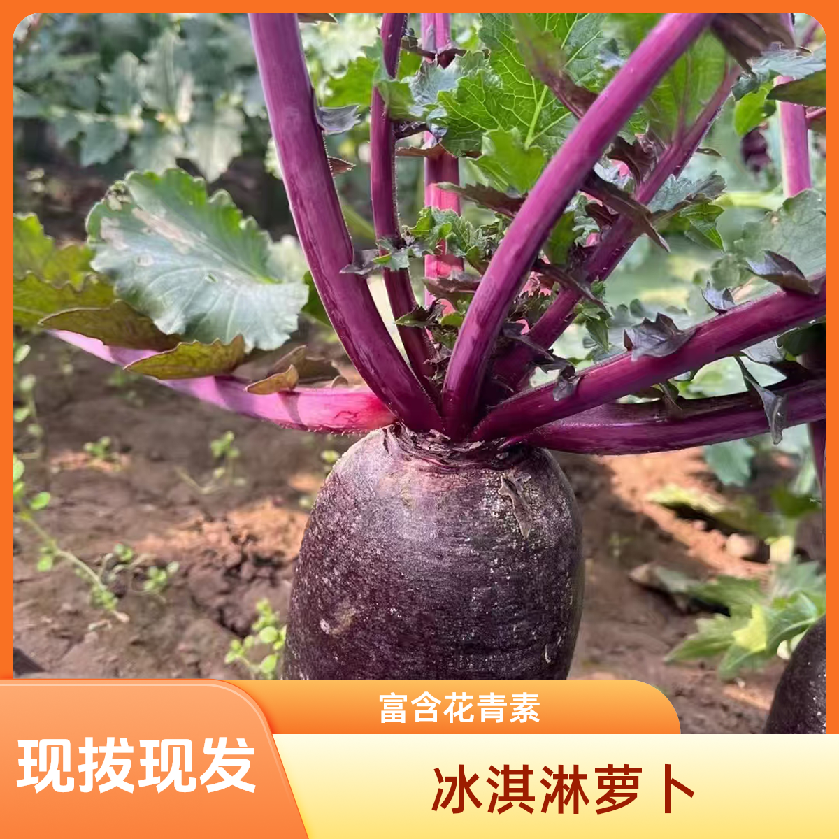 {现拔现发}天津正宗冰淇凌萝卜5/9斤