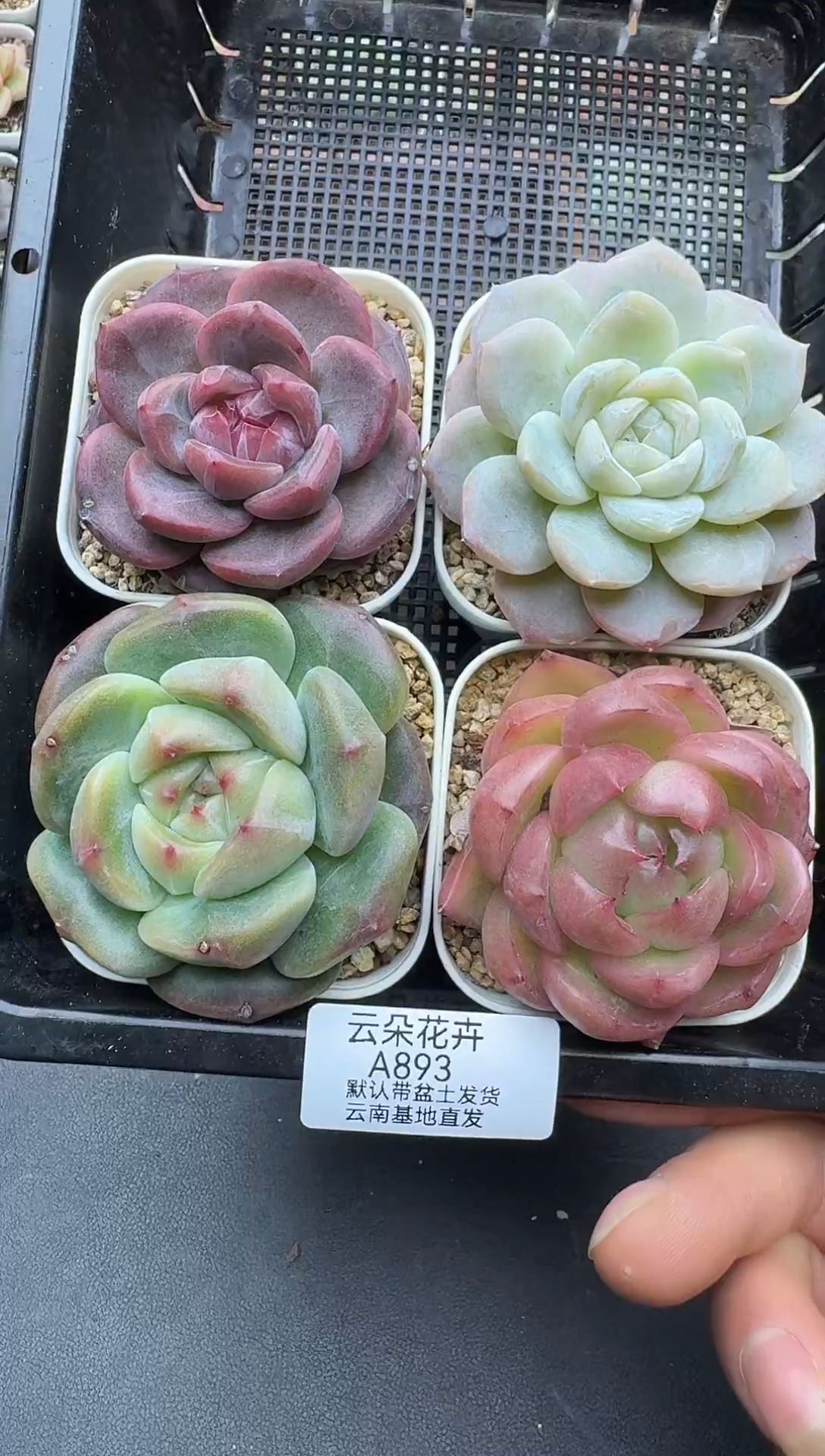 珍妮杂交多肉A893