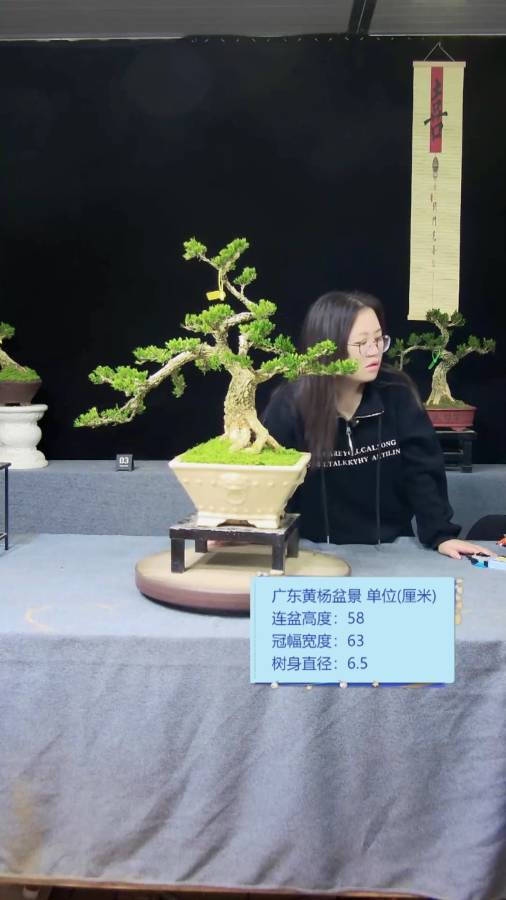 【闪购商品】黄杨盆景黄杨盆景