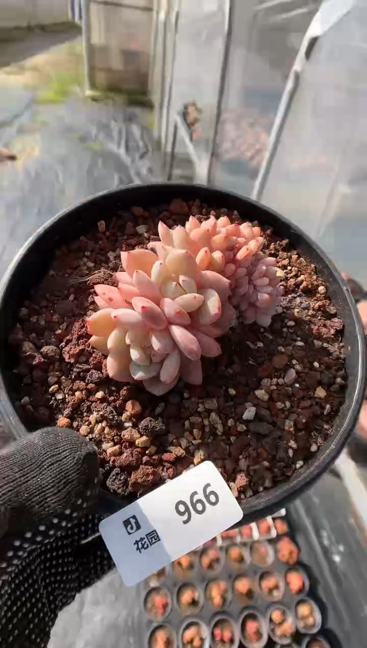 966雪天使缀一物一拍