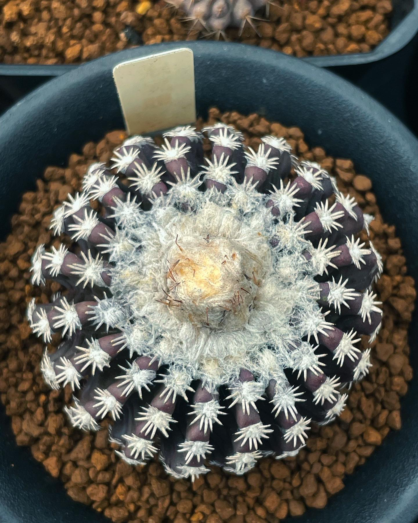 潮流仙人球一物一拍精品奇特球多肉植物好养易活办公室四季实物拍