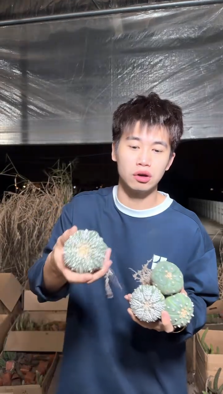 4颗 实生根 星兜 4-6cm