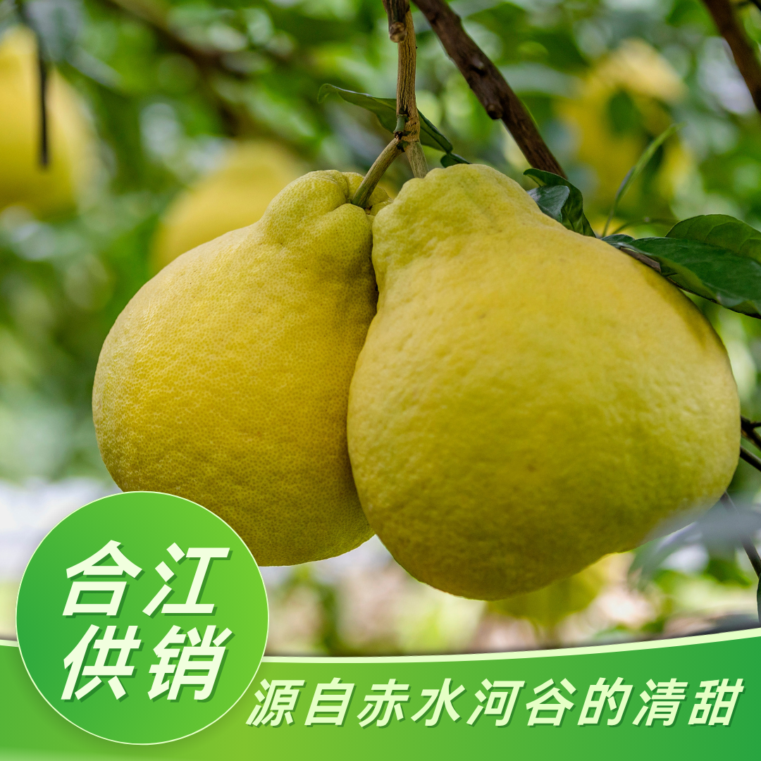 【精品礼盒装】合江真龙柚 清甜多汁 脆嫩化渣 特级果精品礼盒装
