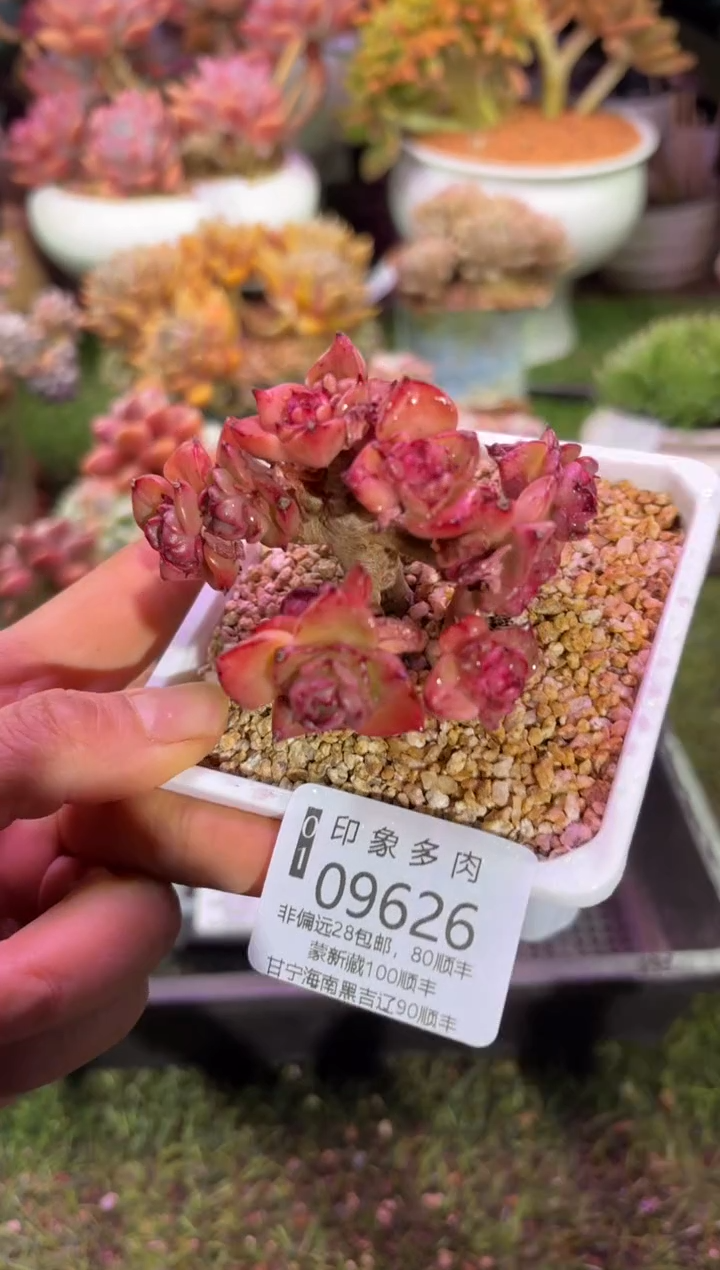 【闪购商品】09626