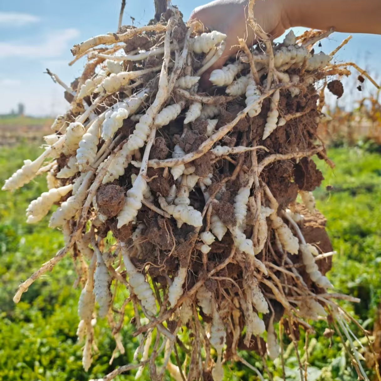 螺丝菜3斤/份（鲜地溜子）