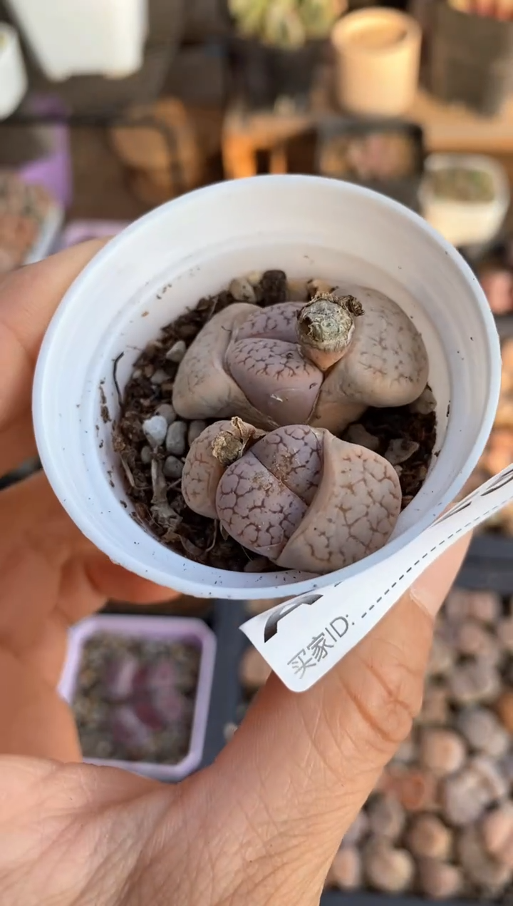 【闪购商品】7825直播一物一拍