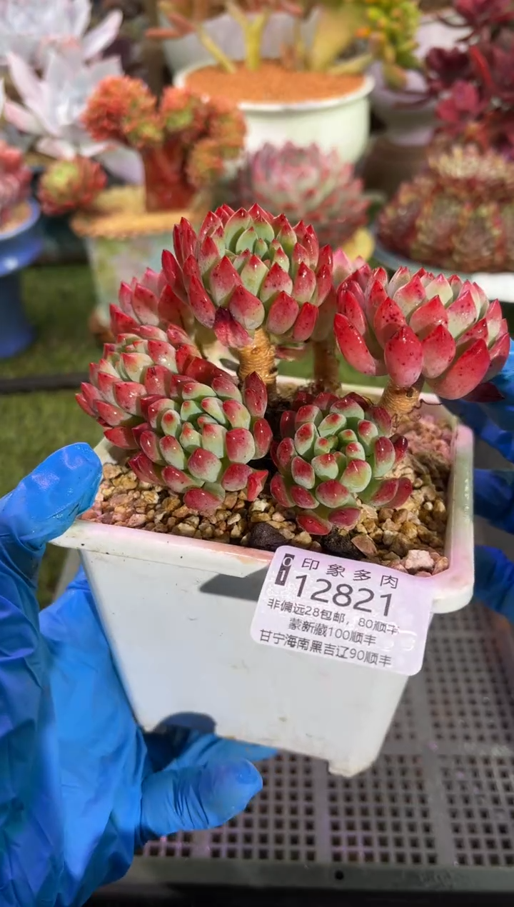 【闪购商品】12821