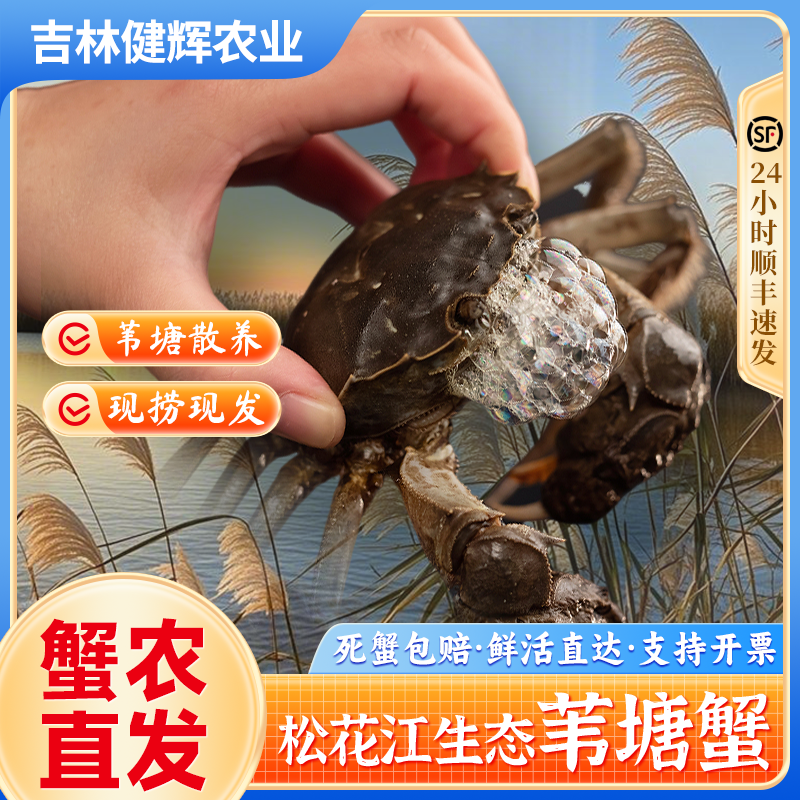 精品【活蟹】松花江苇塘河蟹，公母（1.0-1.3两）2斤赠3只 福利尝鲜价！
