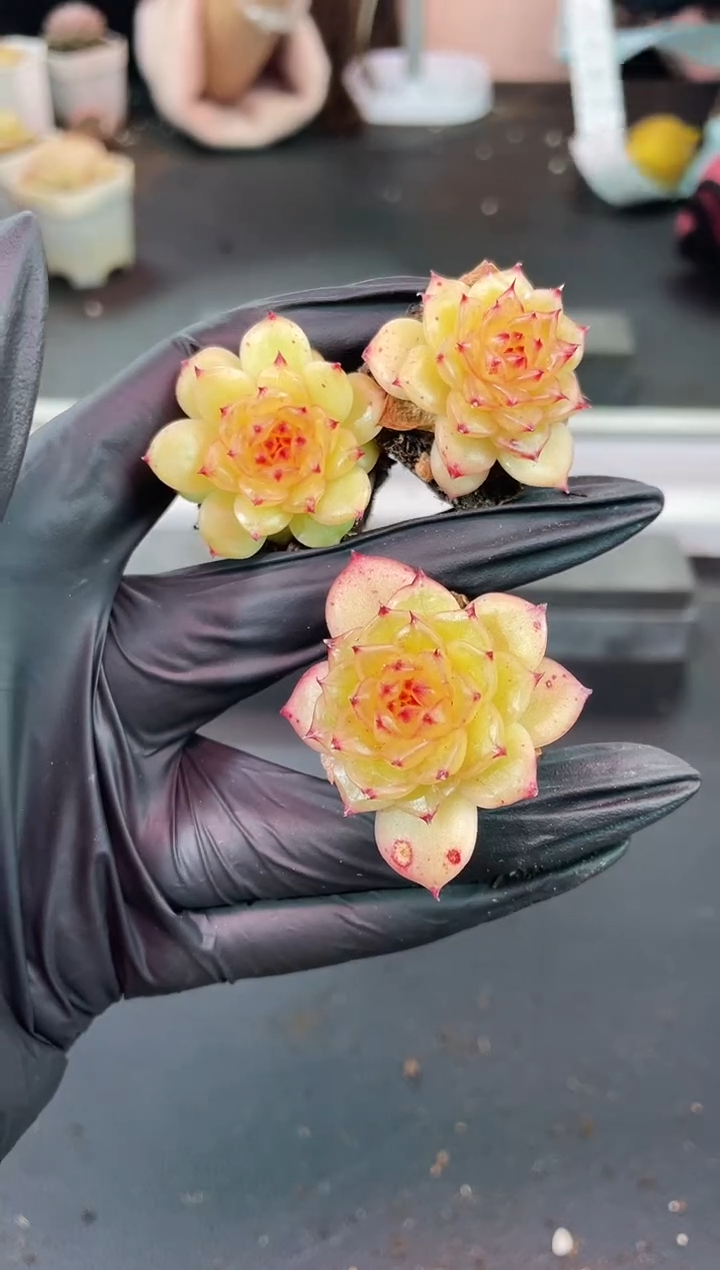 闪购1360  冰琉璃多肉一颗  3-3.5厘米