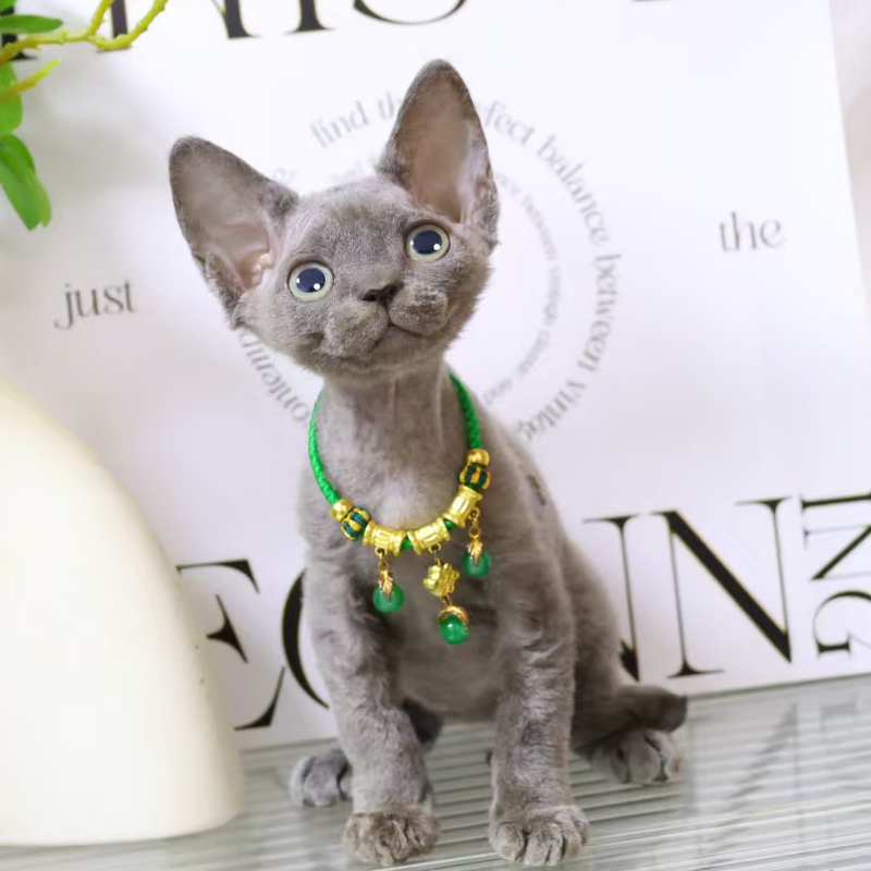 【蔚蓝家】德文卷毛猫纯蓝妹妹-小青