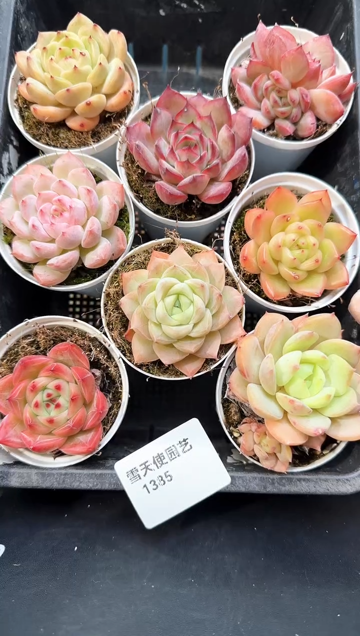 1385     多肉8 颗 