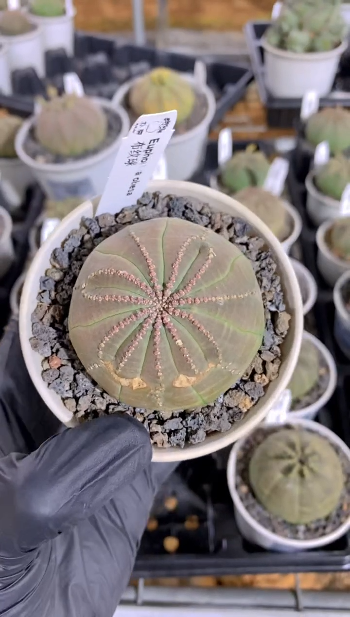 【闪购商品】布纹球FA-9825