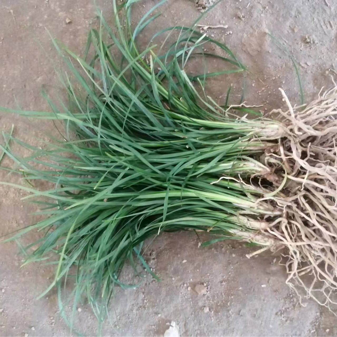 细叶麦冬草苗正宗耐寒耐热四季青不用修剪庭院别墅绿化