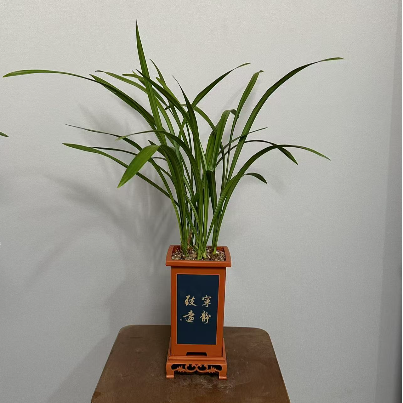 建兰大凤素6-8苗带盆带底座种好发货