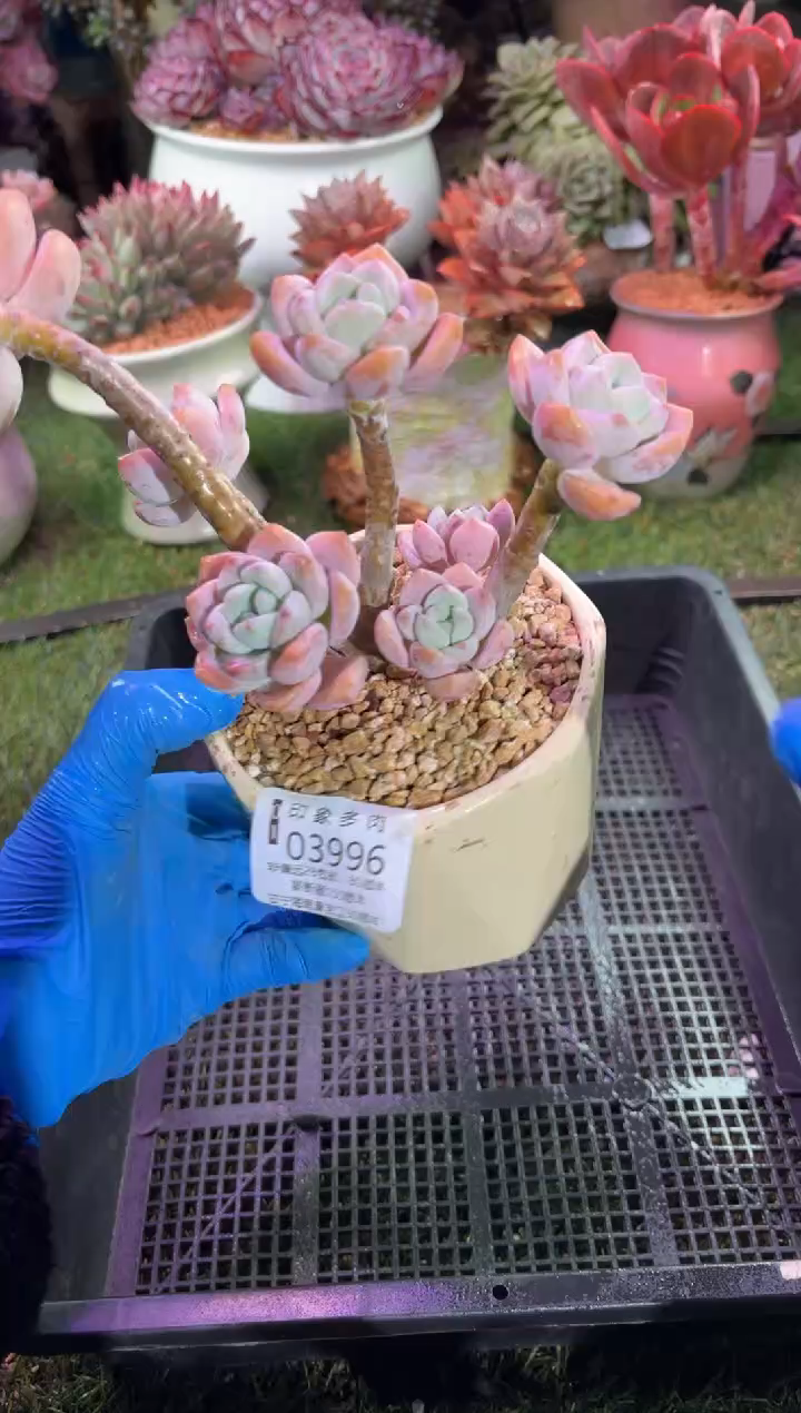 【闪购商品】03996