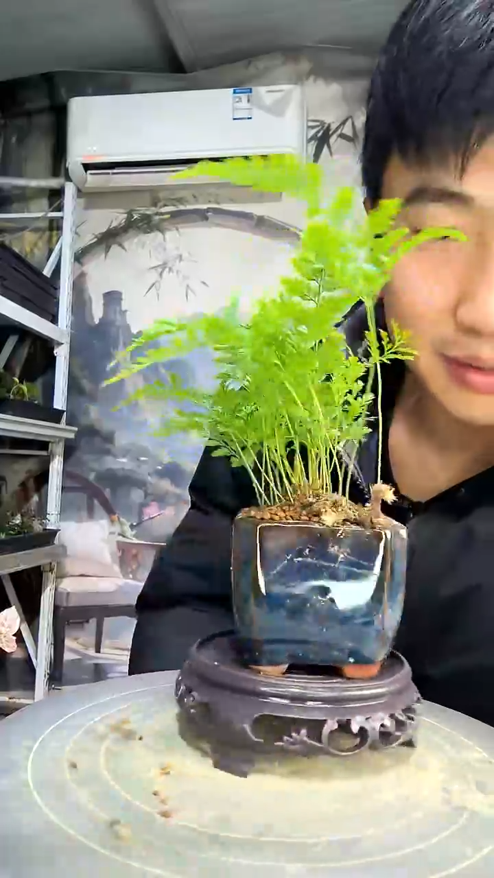 鲨****Z中青园艺一物一拍花11