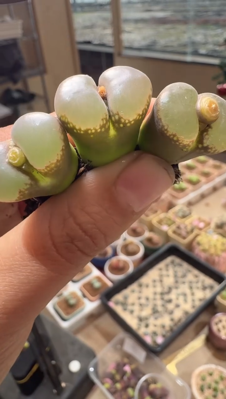 379多肉植物肉锥高端紫体粉窗风铃一颗