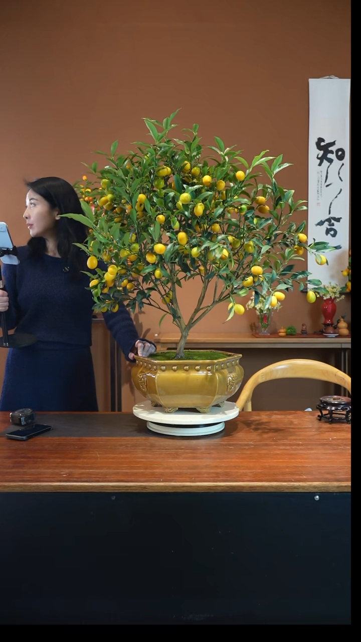 全部花朵金枣盆景盆景盆景