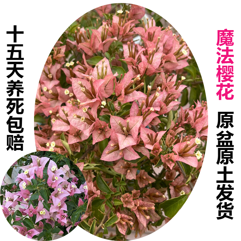 魔法樱花(三角梅)原生大苗四季开花老桩爬藤植物