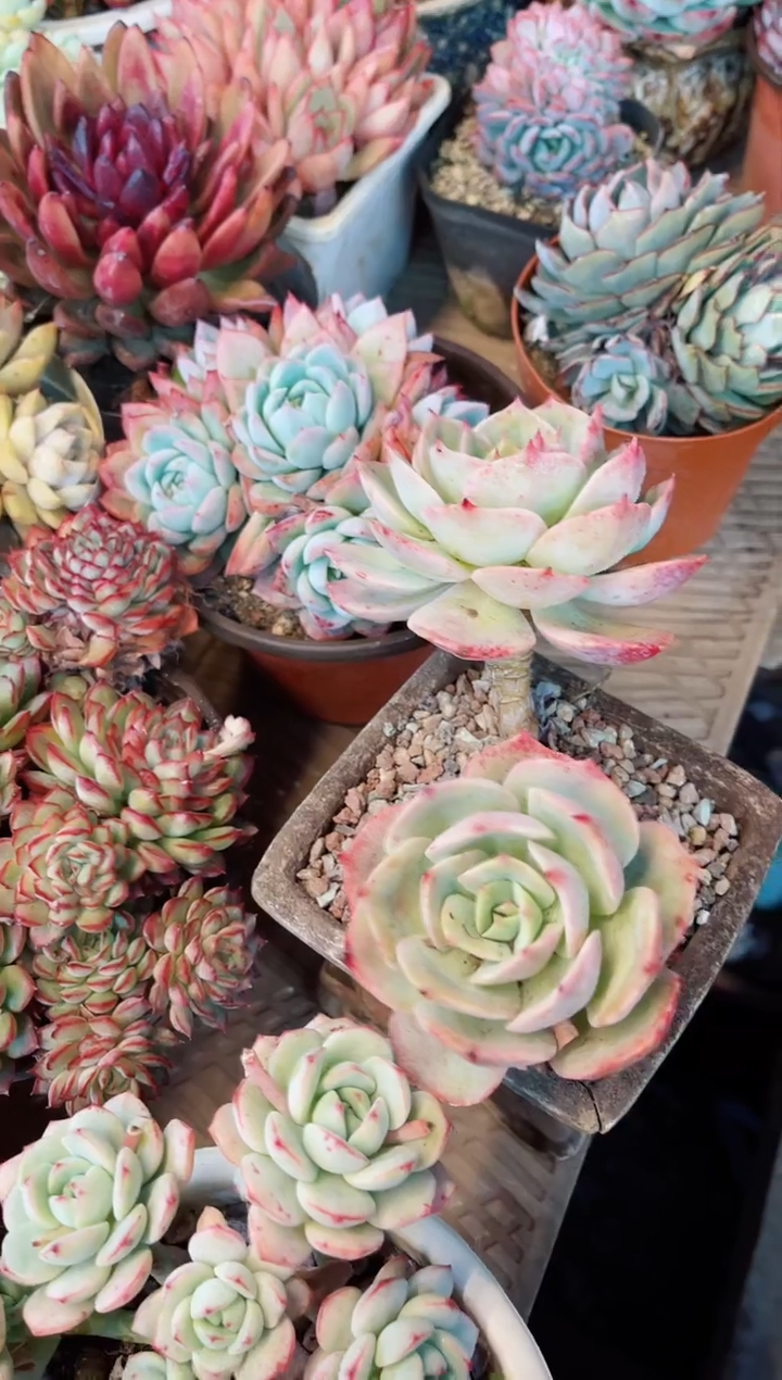 【闪购商品】08055