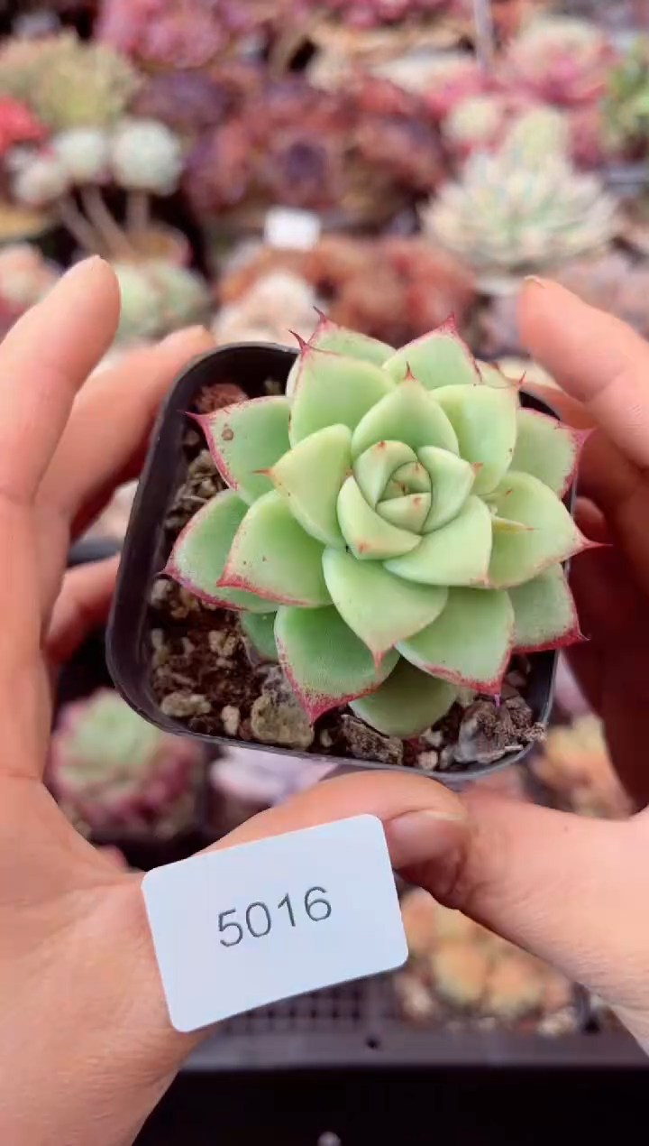 【闪购商品】5016单头多肉