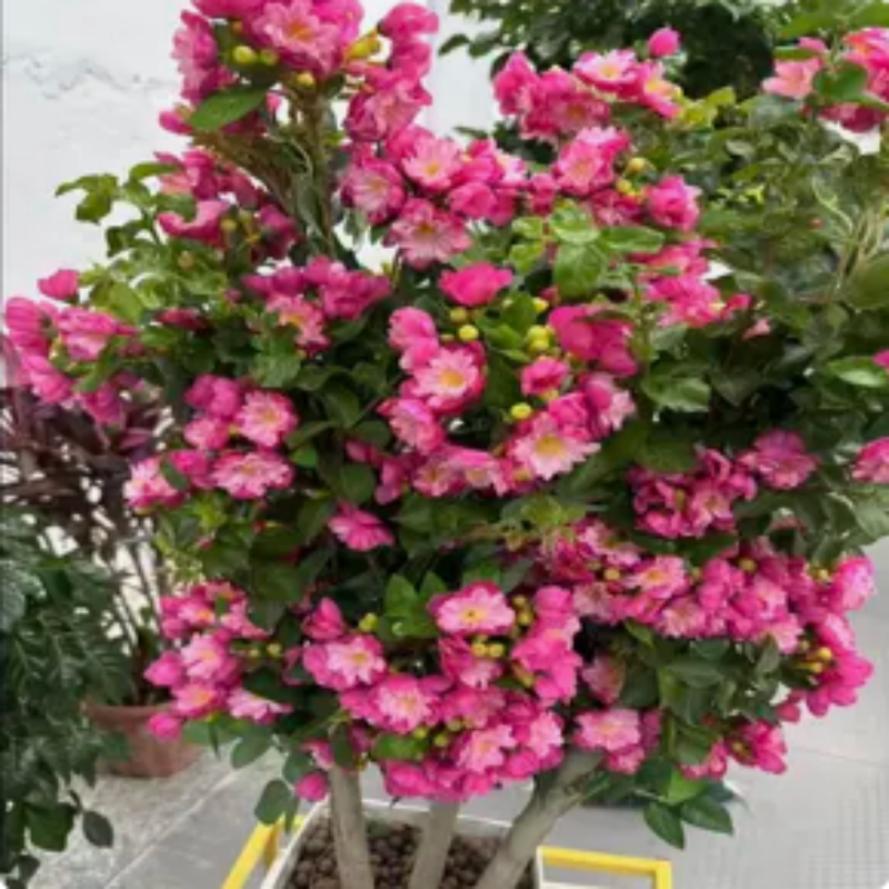 0彩色紫薇红紫叶紫薇盆栽地栽当年开花红叶红花紫薇苗