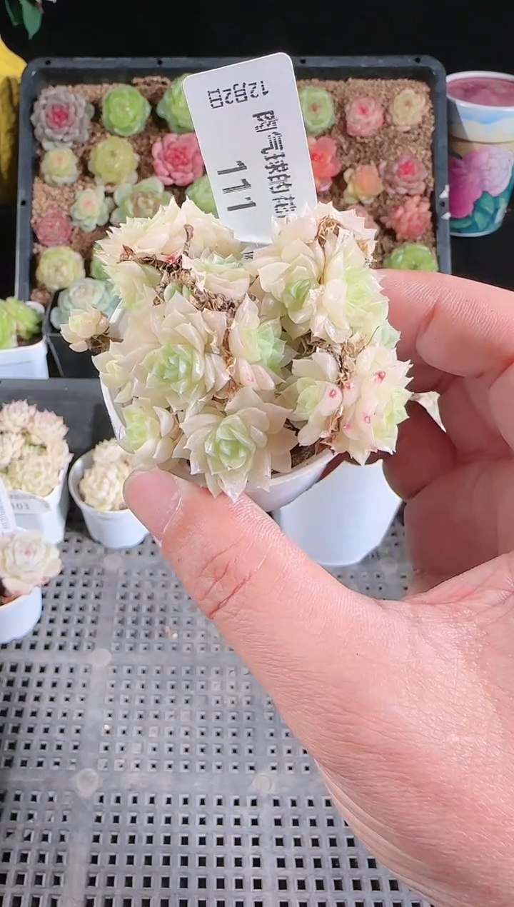 1202-111多肉群生不包整