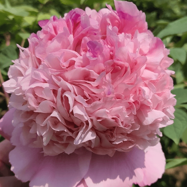 【软玉温香】正宗洛阳重瓣牡丹花苗北方耐寒盆栽地栽庭院花卉牡丹苗