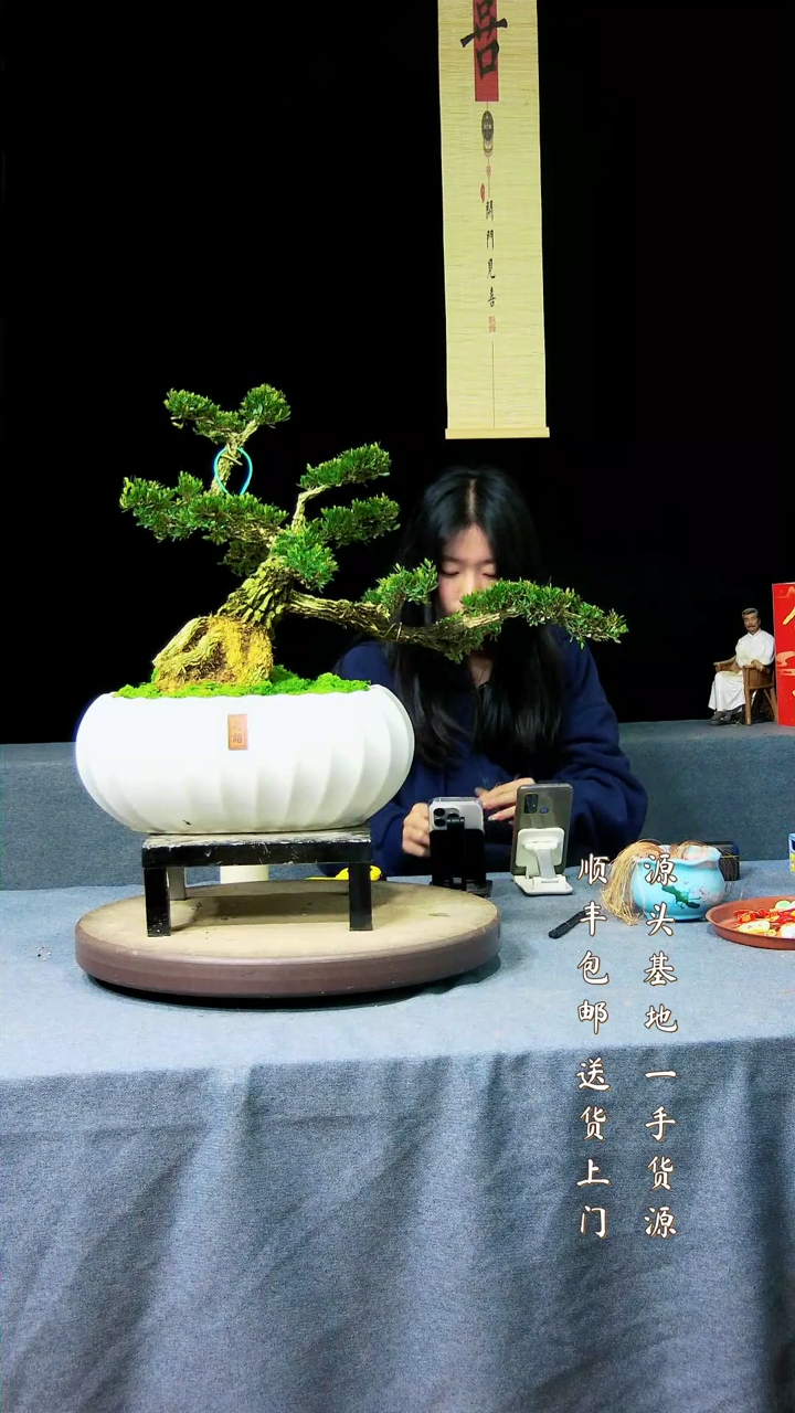 【闪购商品】黄杨盆景黄杨盆景