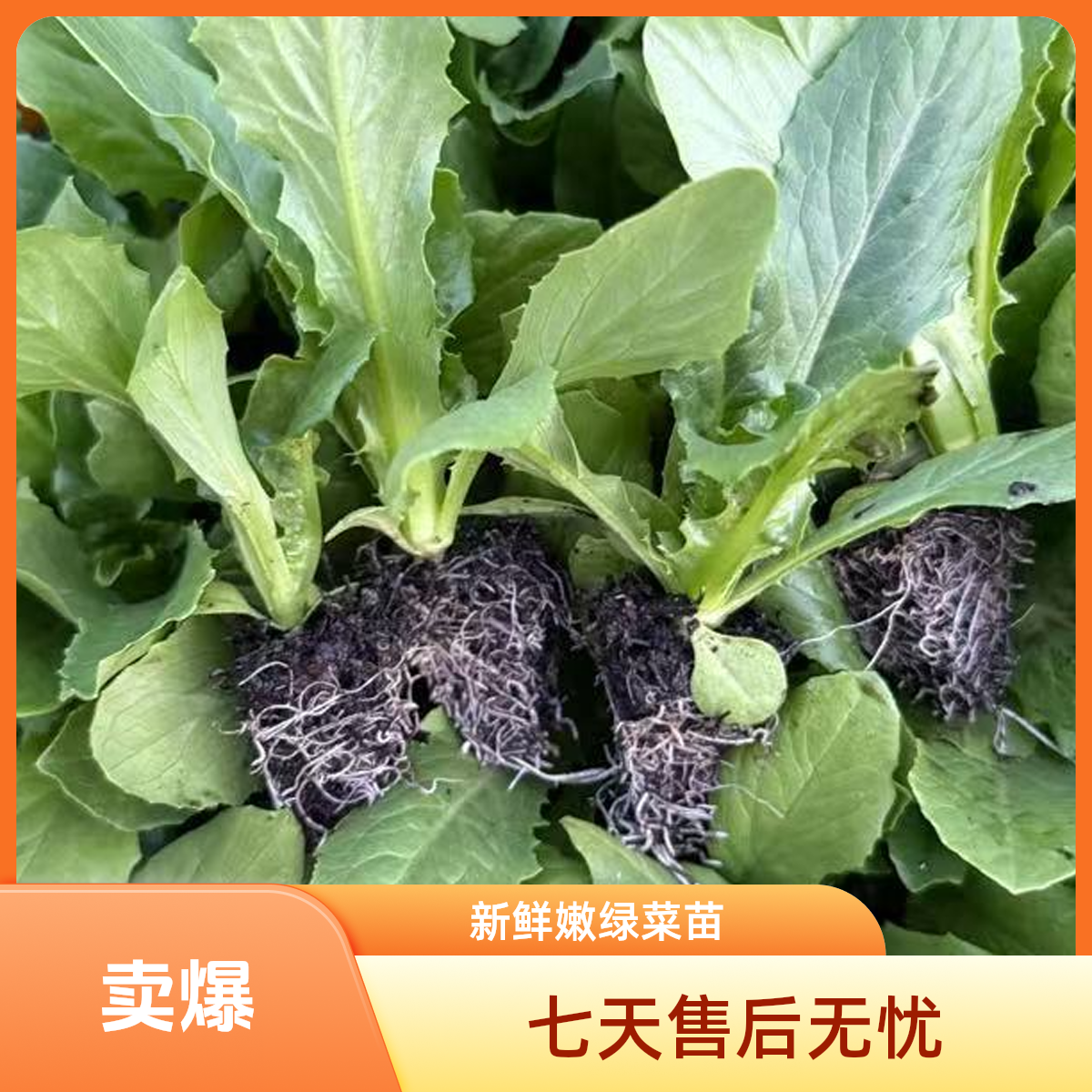 油麦菜菜苗春冬季节可种的穴盘苗带土发货适合阳台庭院蔬菜