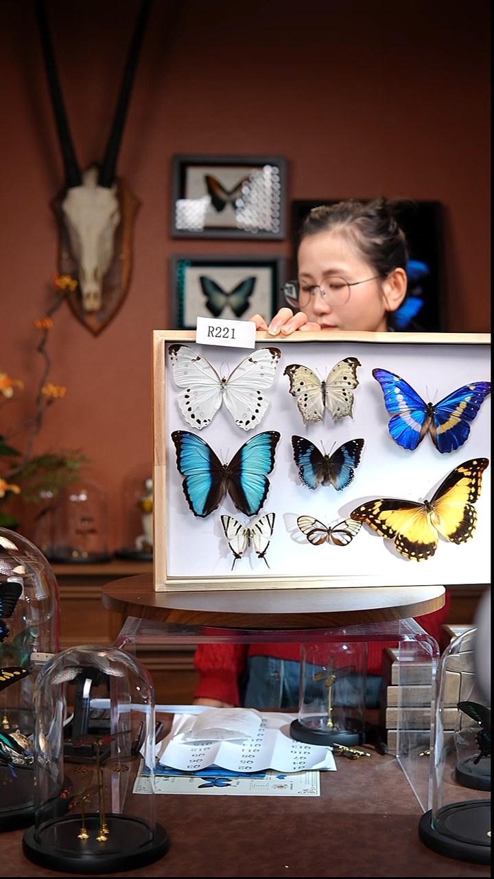 R221    定制    露娜白闪蝶    