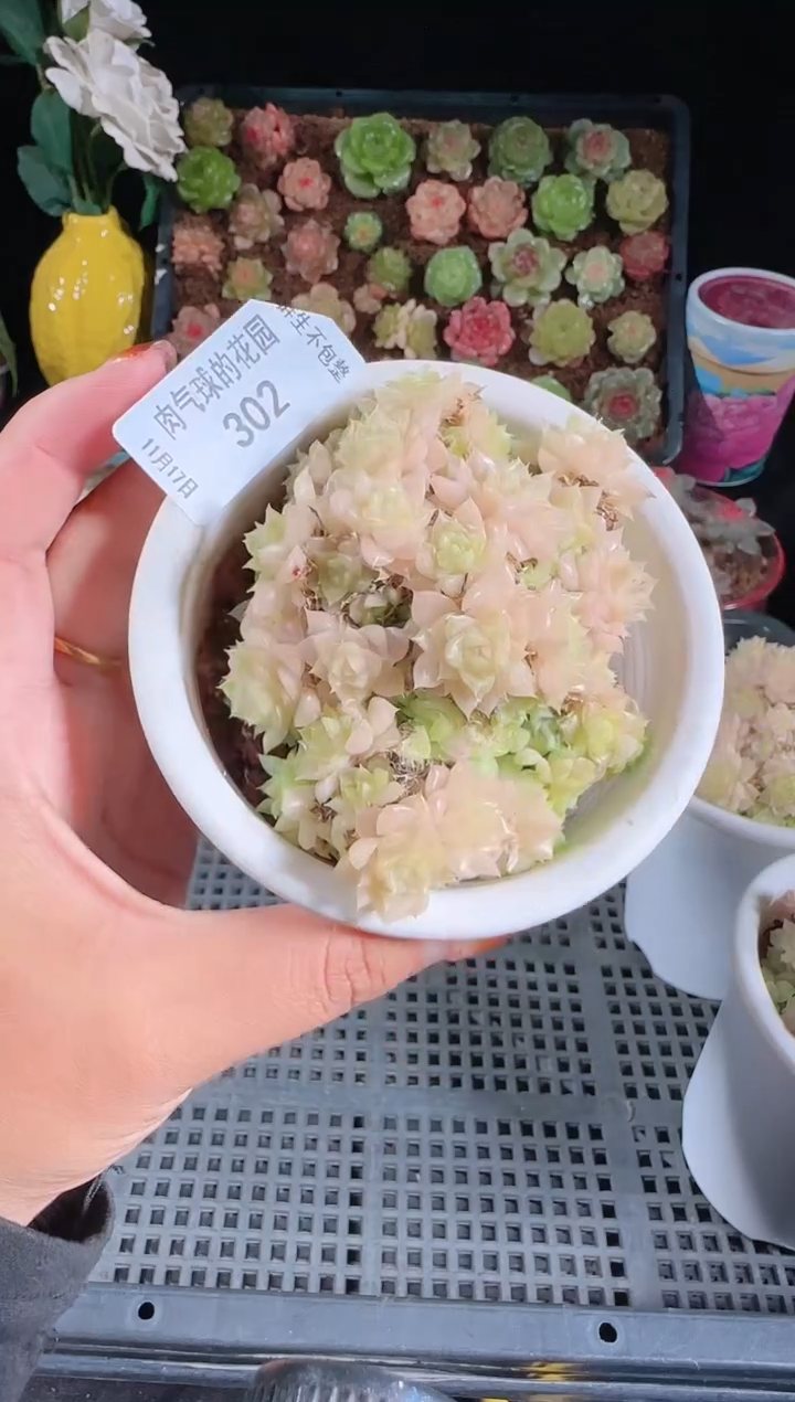1117-302麦秆群生不包整