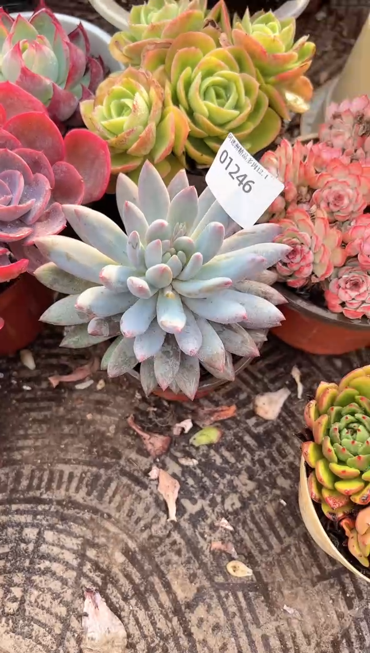 天****司多肉植物一物一拍01246