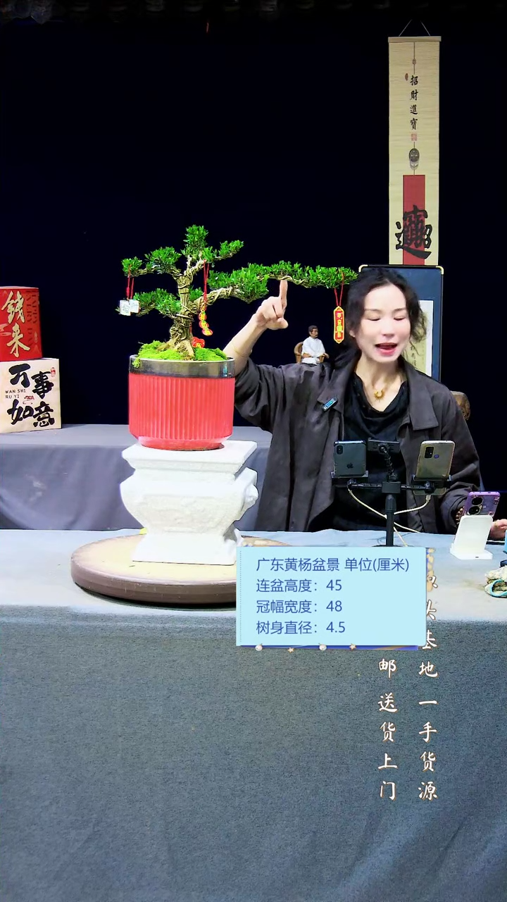 【闪购商品】黄杨盆景黄杨盆景