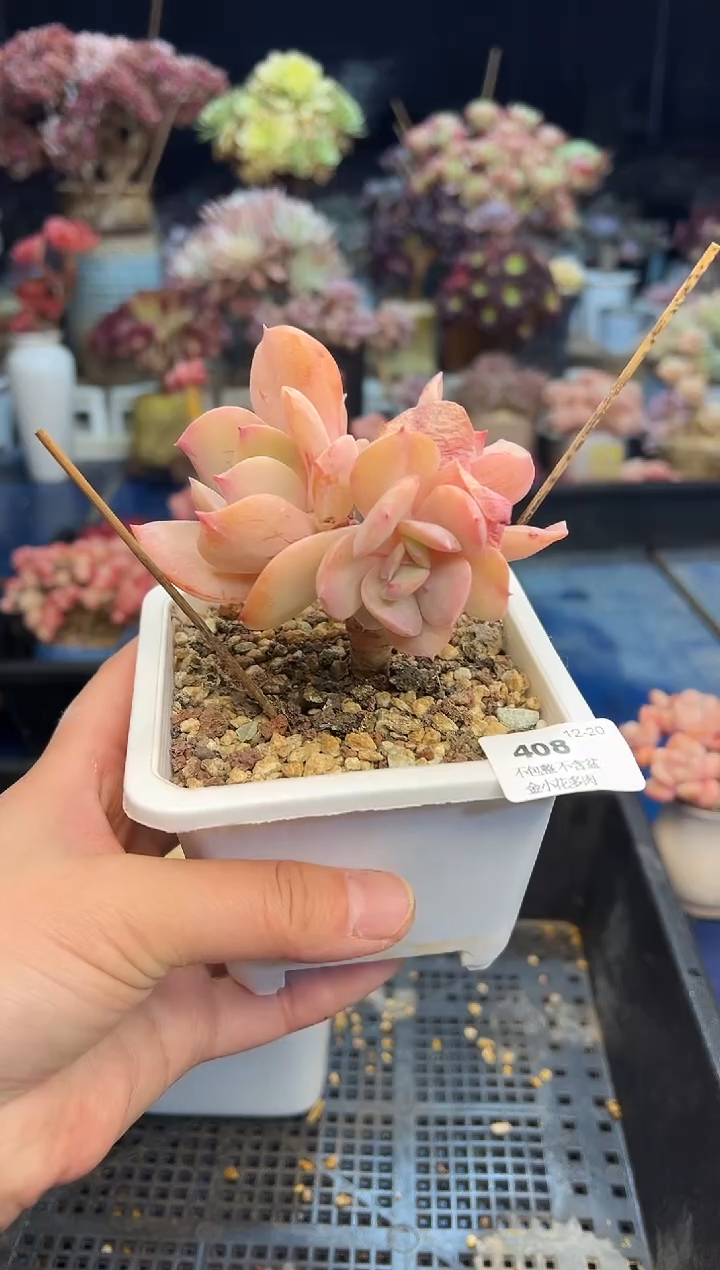 【闪购商品】408不带盆