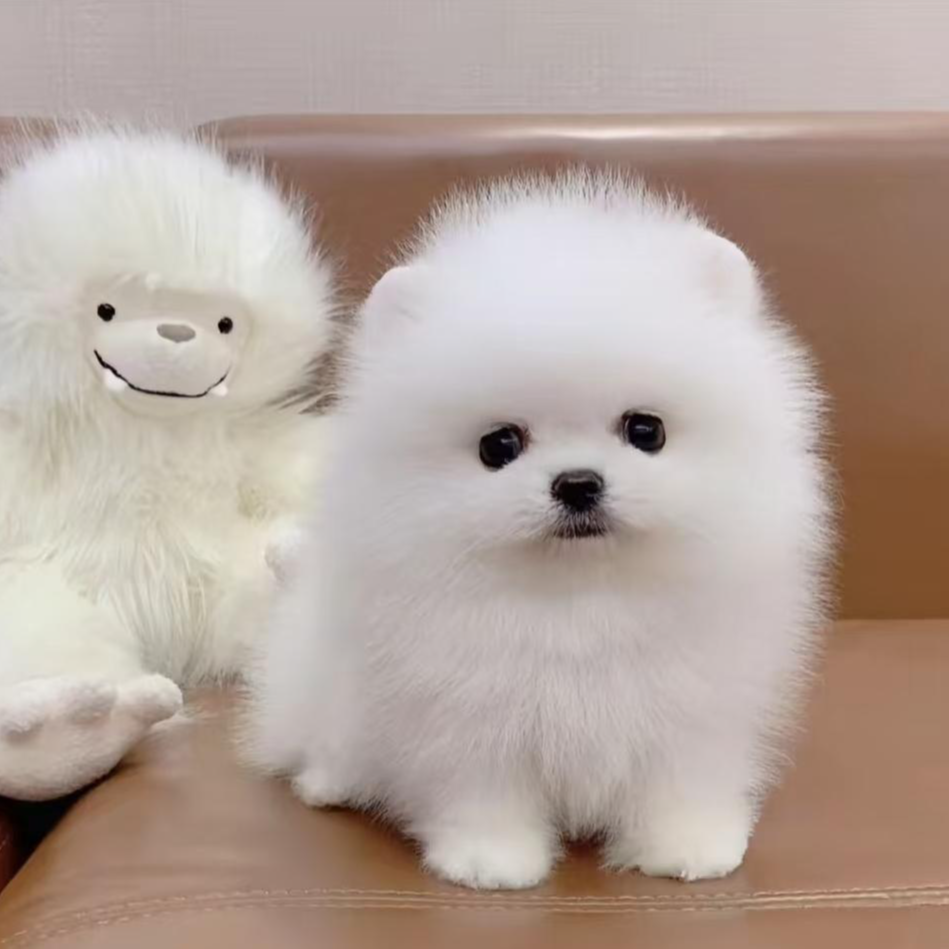 （卡尔萌宠）博美  狗狗活体