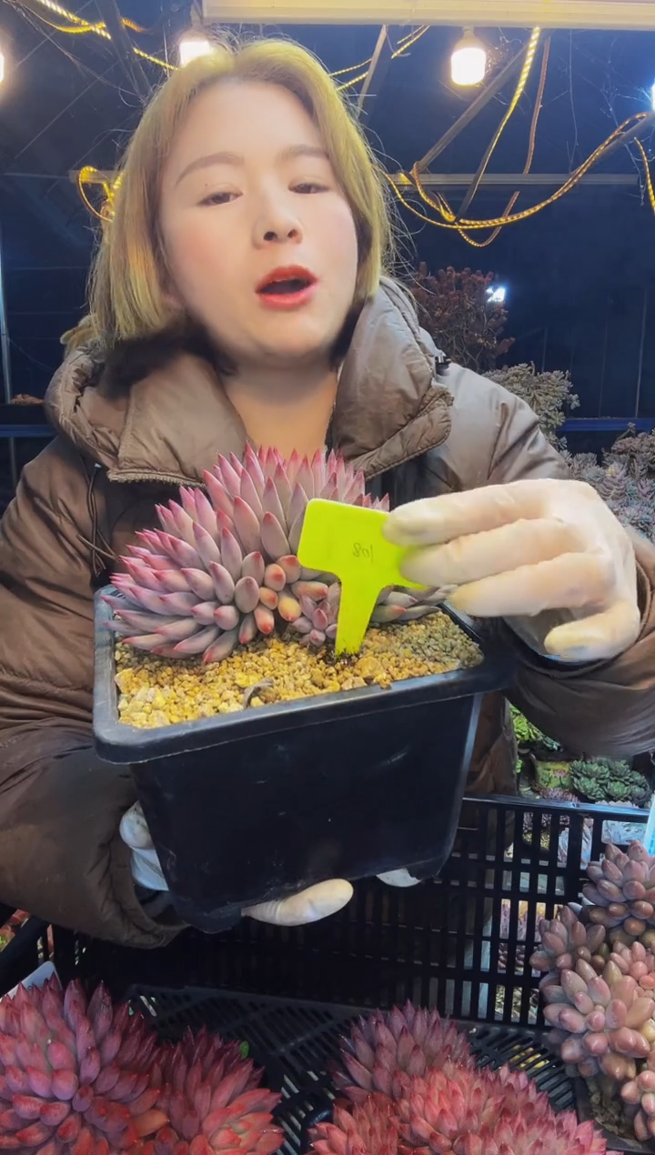 140号一物一拍脱土包邮