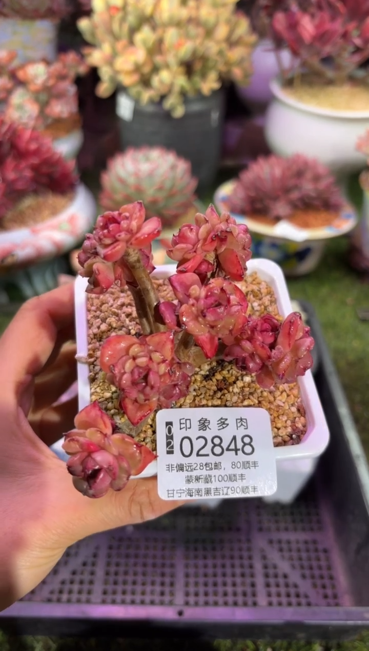 【闪购商品】02848