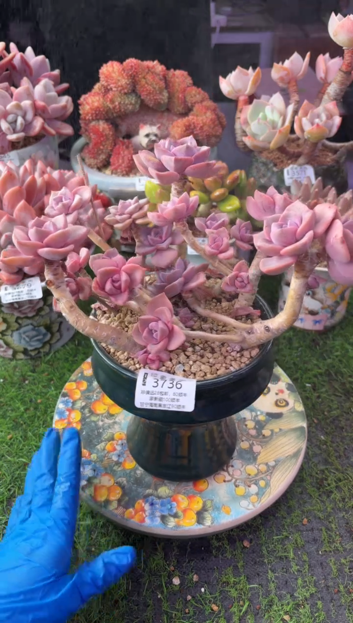 昆明印象多肉3736