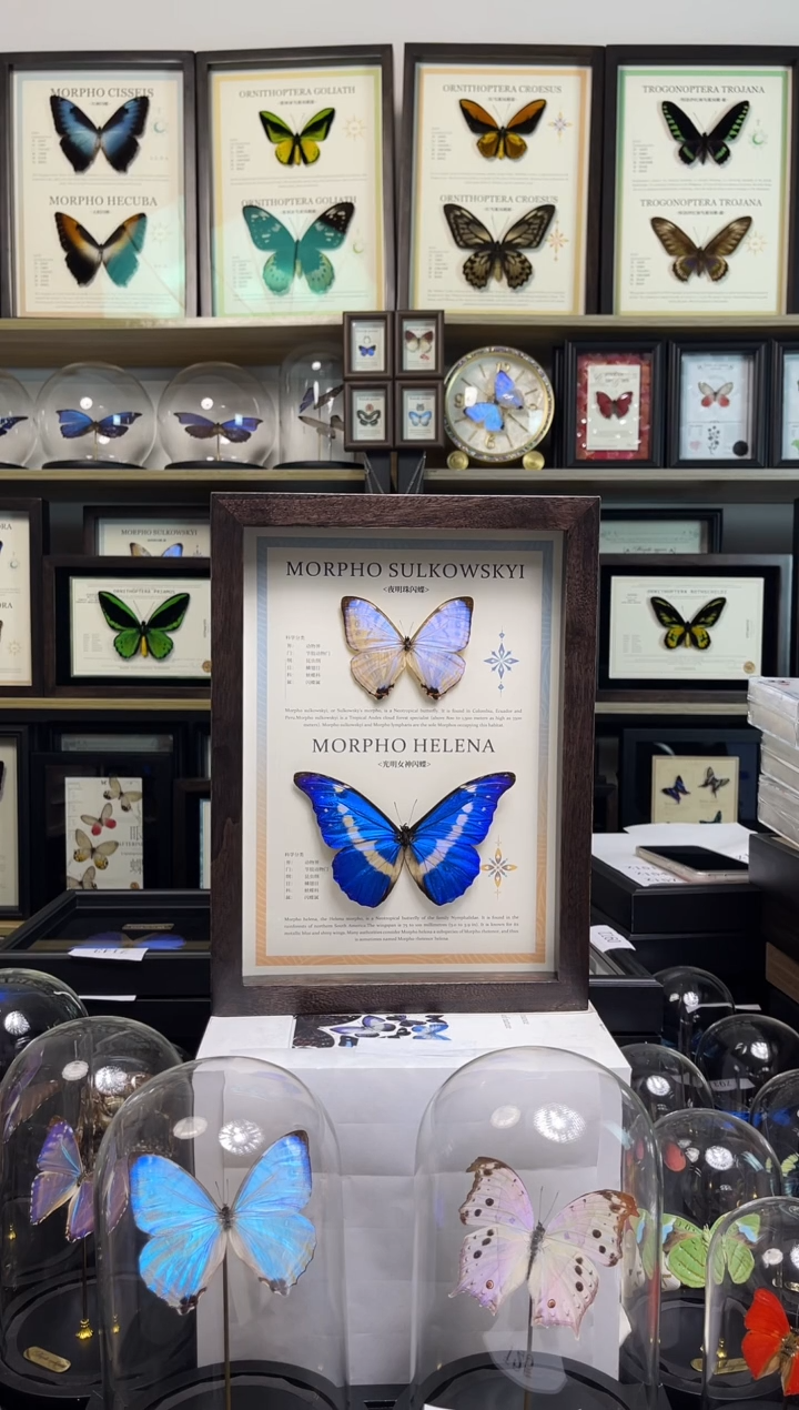 定制：夜明珠+光明女神+2只妩灰蝶+1只雅灰蝶-A4香樟木框