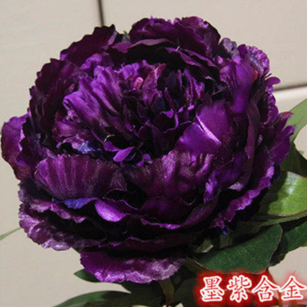 8-10分支牡丹花苗大苗老桩观赏重瓣地栽盆栽庭院耐寒植物花卉牡丹