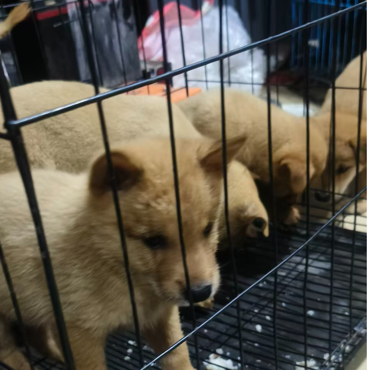中华田园犬，黄狗白面，一物一拍