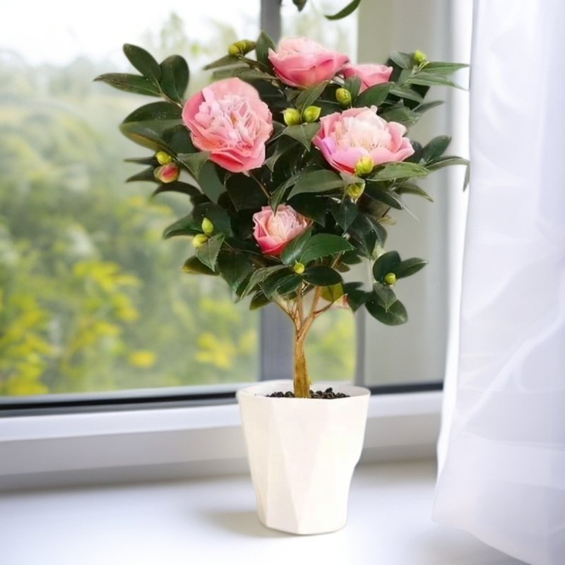 50CM--60CM（满带花苞发货）香妃茶花盆栽带花苞室内四季花卉开花