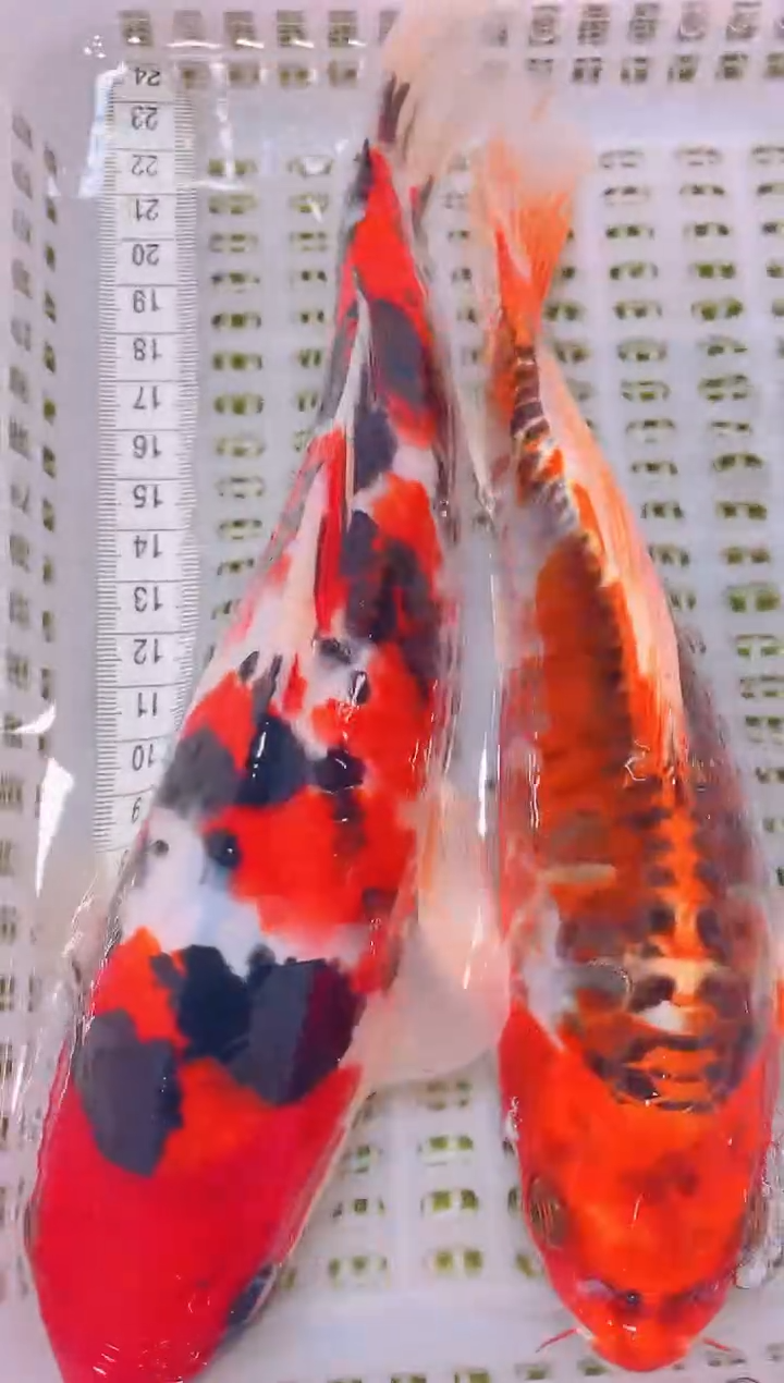 锦鲤冷水观赏鱼全场包邮110