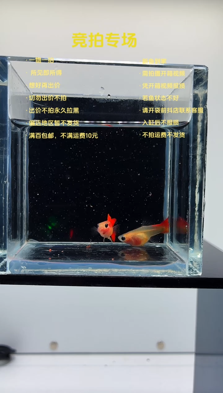 孔雀鱼红礼服玻璃猫一对-85
