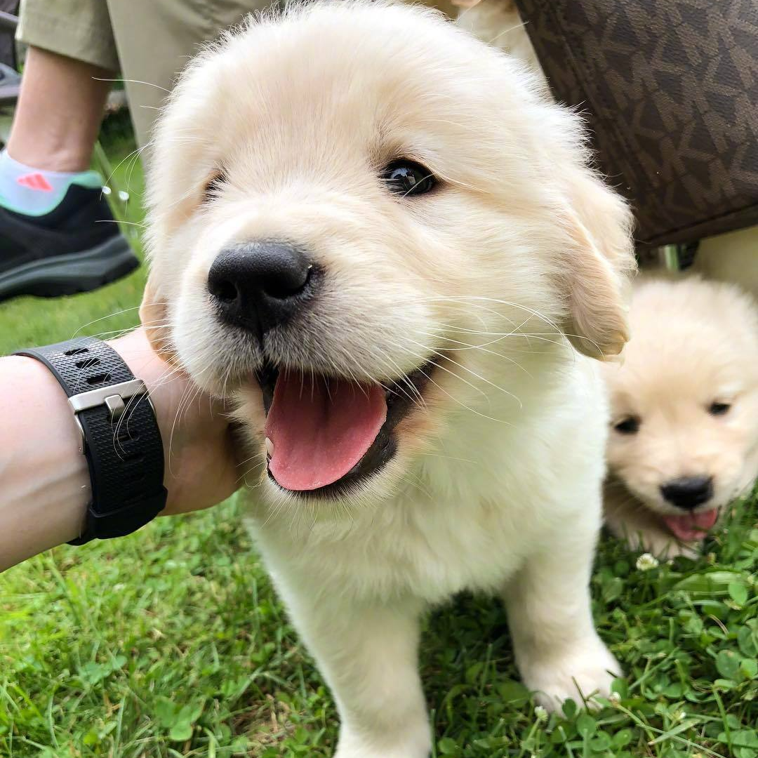 活体狗狗幼犬可直播间挑选