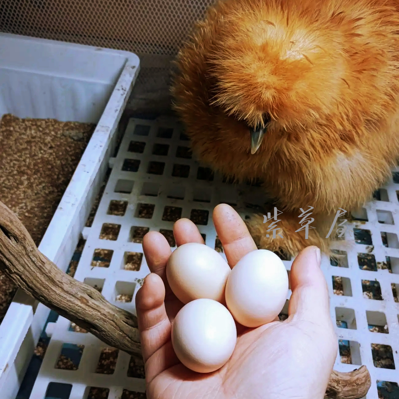 希尔鸡宠物鸡未脱温   