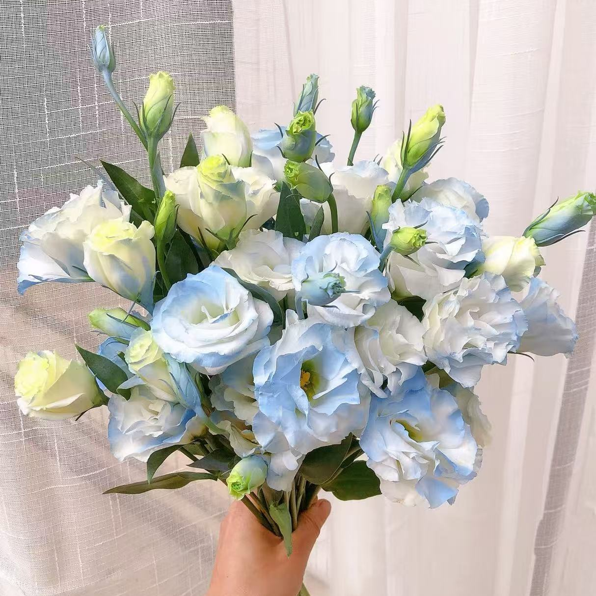 【沉沉专属】600g碎冰蓝洋桔梗   云南鲜切花